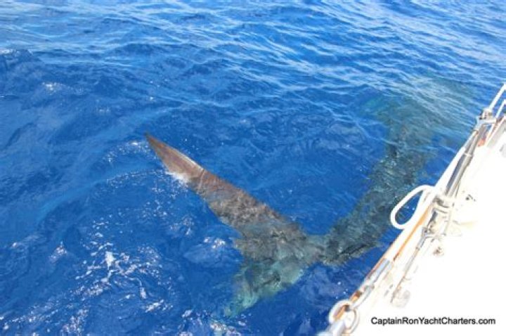 	Florida divers spot a stingray the size of, well, a Corvette Stingray	