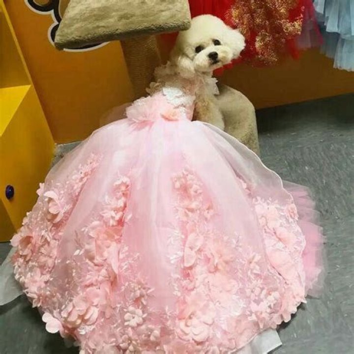 Fluffy's Dog Quinceanera: A Paw-some Celebration