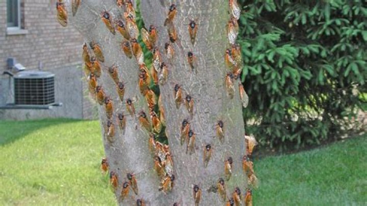 Free app allows tracking of 2019 cicada brood