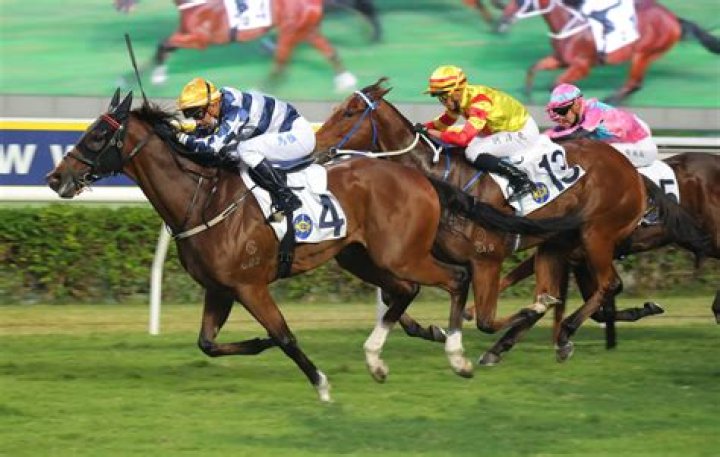 GALAXY WITNESS (G110) 喜旺駒 | Horses | HK Racing