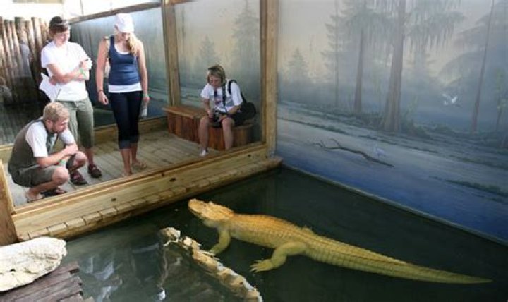 	Gatorland spotlighting its crocodiles	