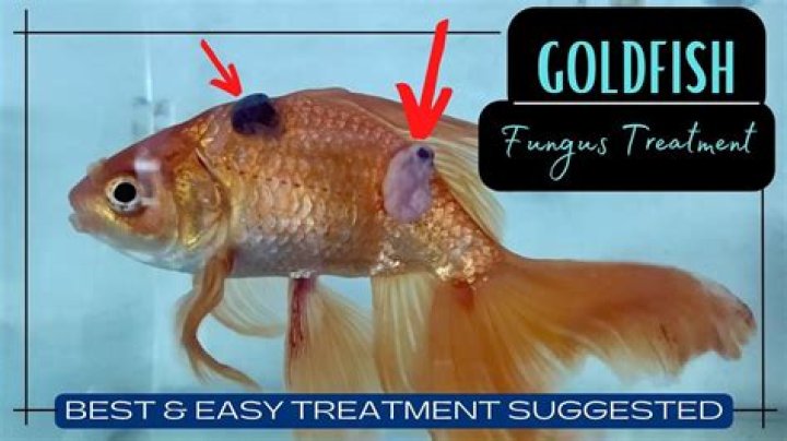 Goldfish Fungus Diseases: Vet-Reviewed Symptoms, Treatment & Prevention Guide | PangoVet