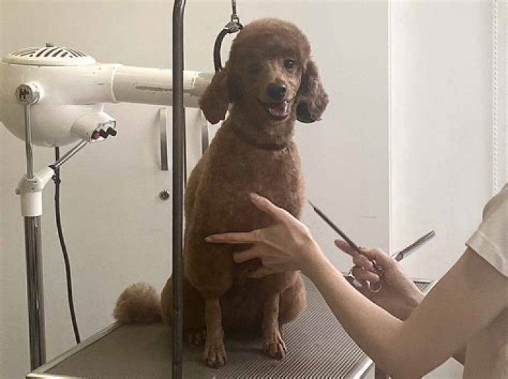 	Grooming salon hits the ‘Spot’ with pet owners	