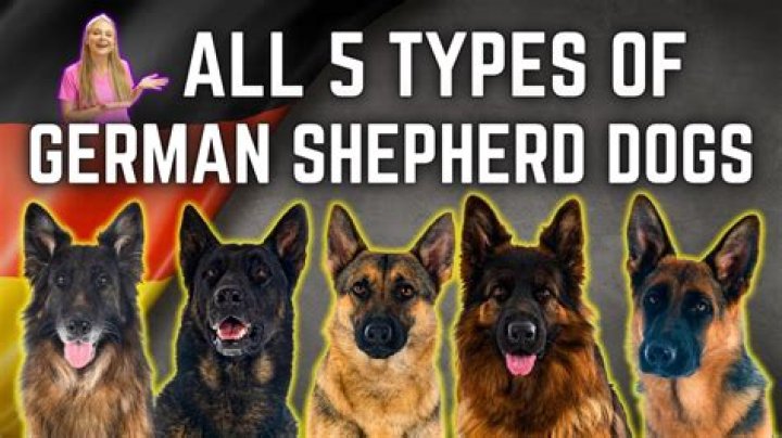 GSD For Sale In VA: Your Comprehensive Guide To Finding The Perfect German Shepherd
