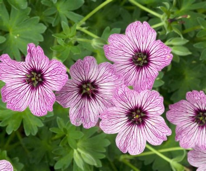 	Hardy geraniums stand up to cold	