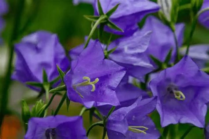 Health benefits of bellflower roots