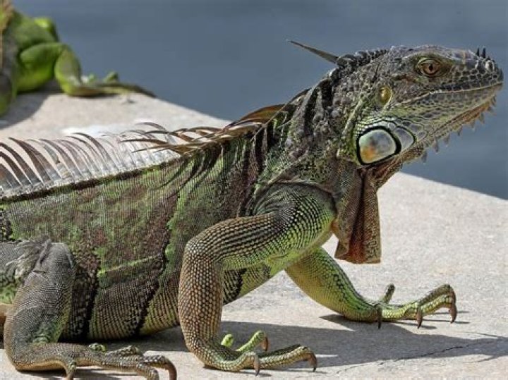 
Health |	Bitten by an iguana? You could get a rare bacterial infection, new study says	