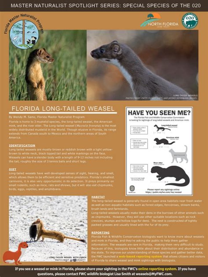 	HELP SOUGHT IN TRACKING RARE FLORIDA WEASEL	