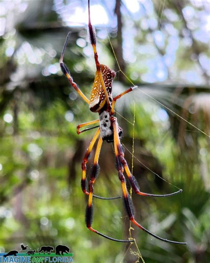 	Here’s why so many banana spiders are crawling around Florida right now	