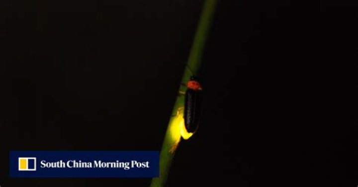 How one Hongkonger is lighting up the night skies, with fireflies