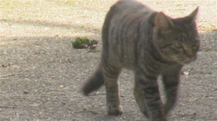 How you help stray animals as cold weather quickly approaches