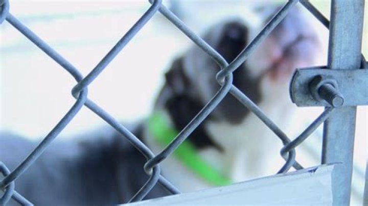 Humane Society of Cambria County holds Clear the Shelter adoption event
