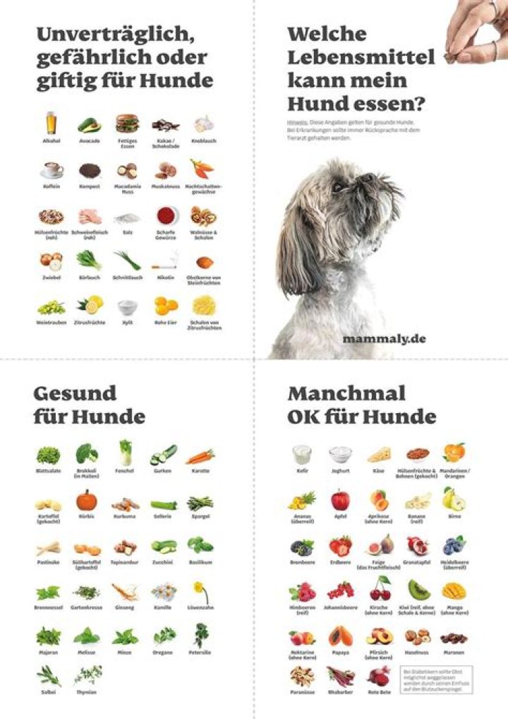 In Gladbach essen sie Hunde – 11FREUNDE