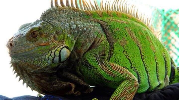 	In South Florida, iguanas spread into suburban scourge	