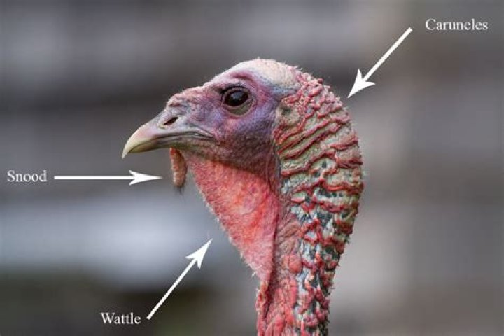 	IS THAT A TURKEY ON YOUR HEAD?	
