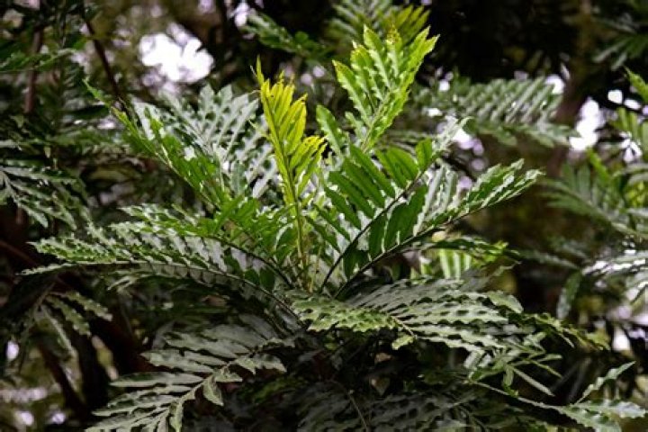 	Japanese fern tree is naturally messy	