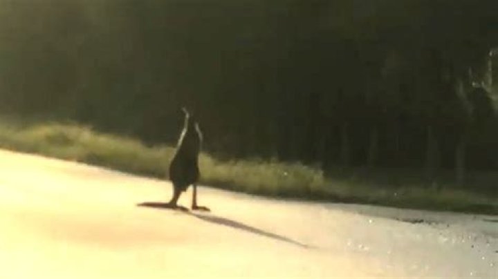 Kangaroo escapes from South Florida sanctuary