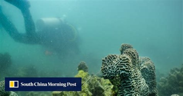 Letter | Hong Kong can be a marine draw like Phuket