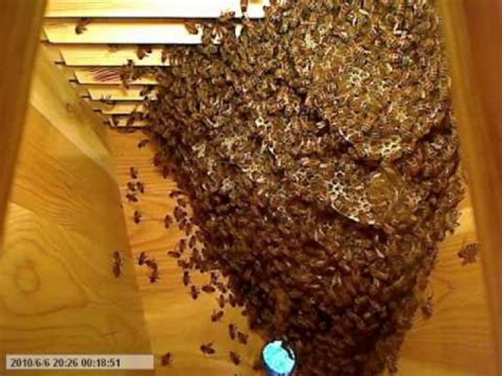 	LIFE INSIDE THE BEEHIVE	