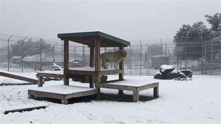 Lion, tiger react to snow in California
