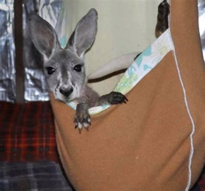Local library holding pouch-crafting session for animals affected by Australian fires