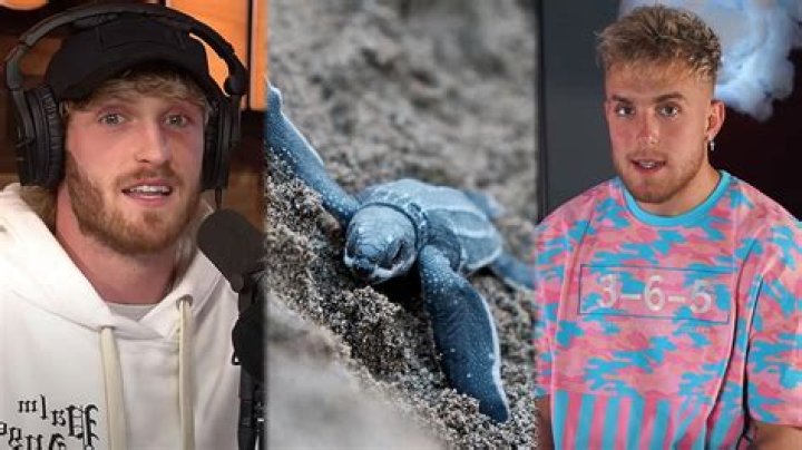 Logan & Jake Paul under investigation after driving on beach during turtle nesting season