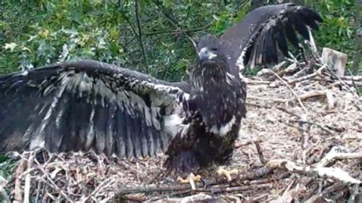 Lone eaglet, who's now 10 weeks old, will soon fly from PA bald eagle's nest