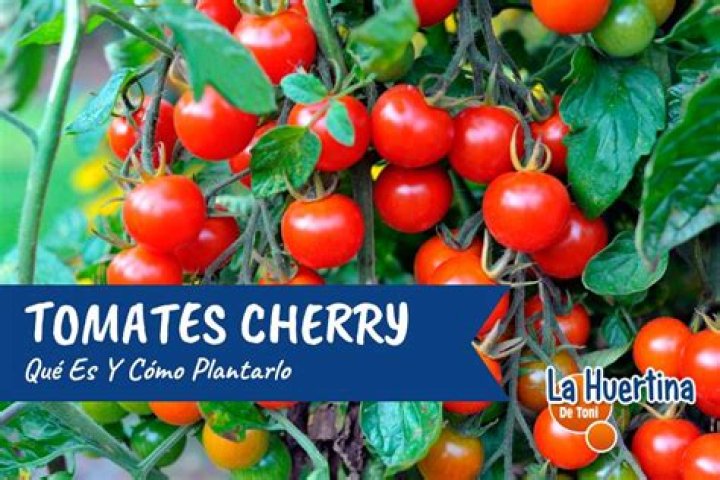 Los tomates cherry no son solo para ensalada. Te sorprenderán