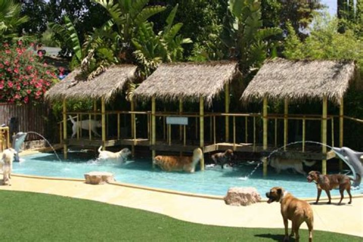 	Luxury dog hotels	