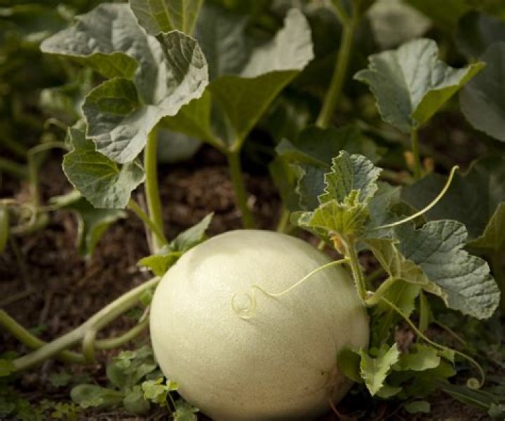 	MANY HONEYDEW MELONS PICKED BEFORE THEY’RE RIPE	