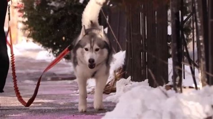 Meet Kobe! 4-year-old Husky being rewarded for detecting gas leak at PA home