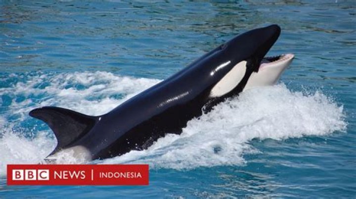 Mengapa Paus Orca Disebut Paus Pembunuh?