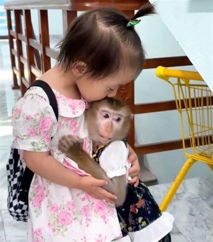 Monkey Kaka Wikipedia, Family: Meet The Member From Thailand