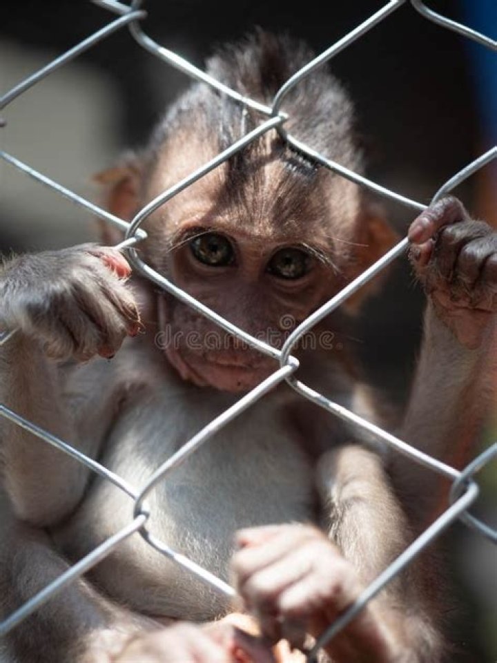 	MONKEY LEADS TO JAIL	