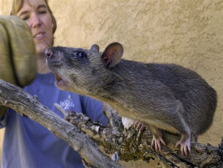 	More huge Gambian rats found in Florida Keys	