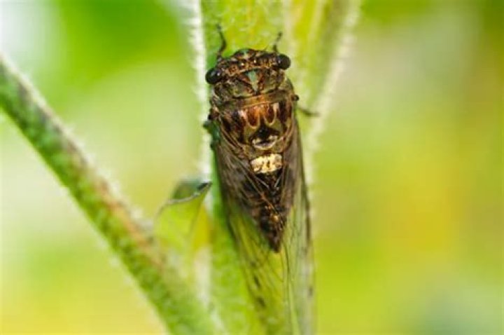 More than a trillion cicadas to emerge in the US this spring - YP