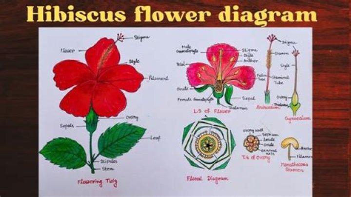 	MOVE THE HIBISCUS; HERE ARE PLANTS THAT LOVE ALKALINE SOIL	