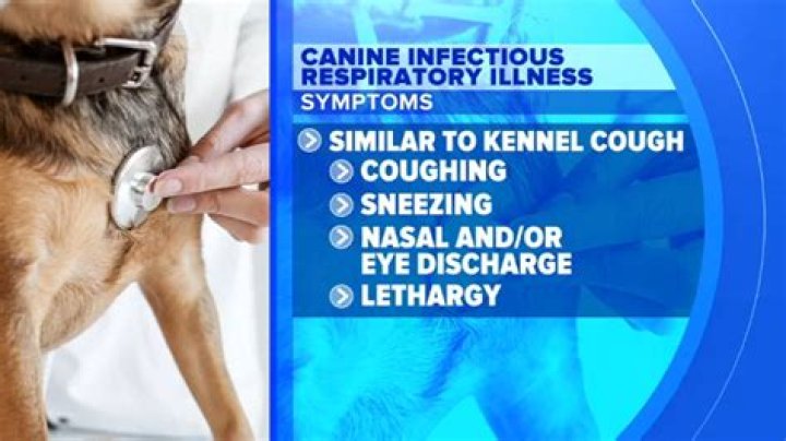 Mysterious respiratory dog illness moves into PA: should you be worried?