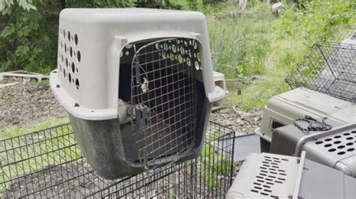 Nearly 150 dogs found dead in animal rescue founder's backyard