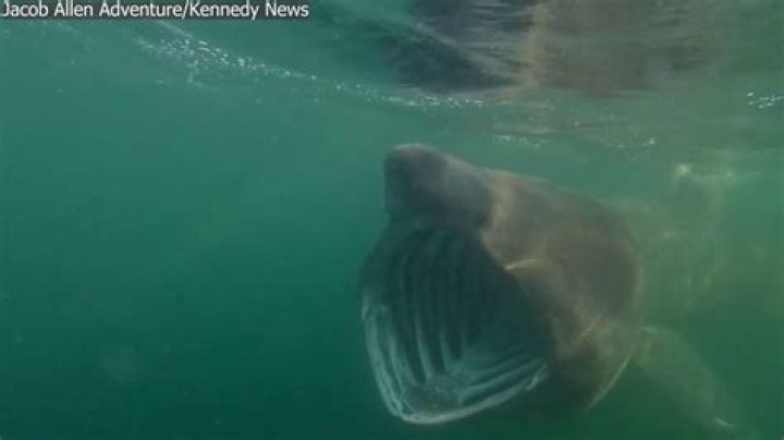 Nervous shark - Alchetron, The Free Social Encyclopedia