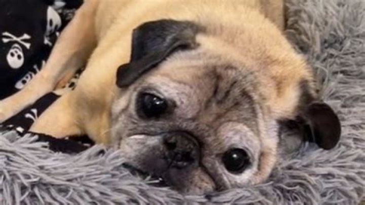 Noodle the Pug TikTok: Bones or No Bones Day videos take over the internet