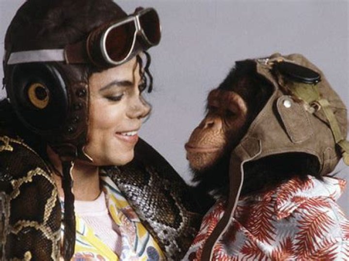 	Oh where oh where is Michael Jackson’s chimp Bubbles?	