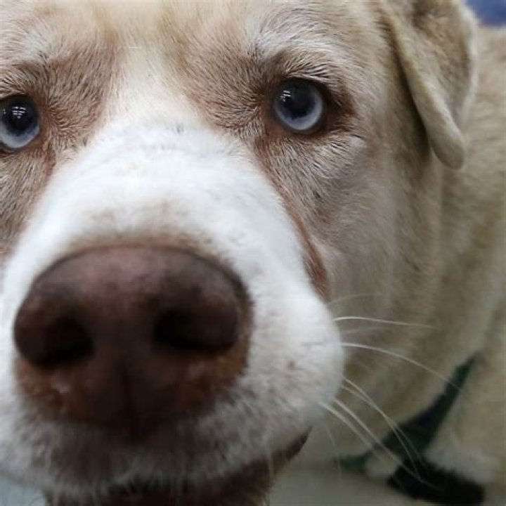Opinion | How ‘Chinese dogs’ became the accepted term for mongrels