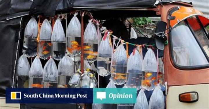 Opinion | How the term ‘tuk-tuk’ has travelled the world