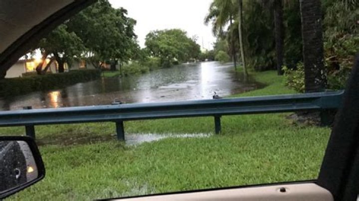 
Opinion |	Save the trees in Coral Springs | Editorial	