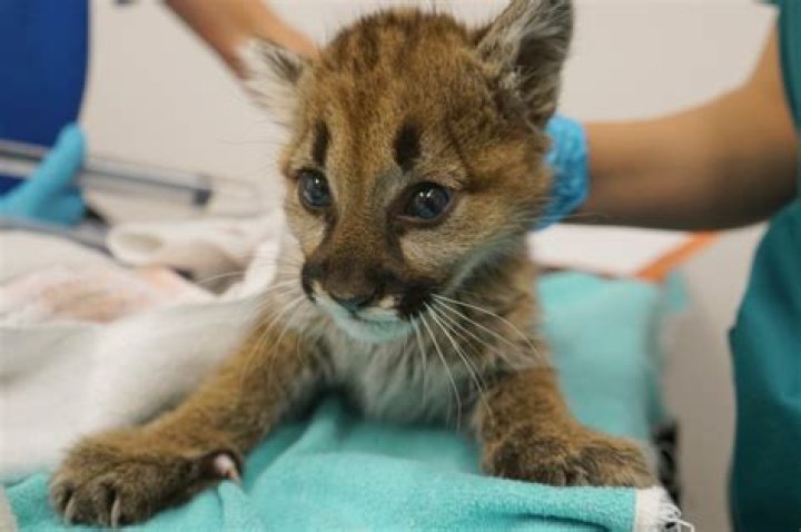 	Orphan mountain lion cub ‘feistier every day’ at Oakland Zoo	