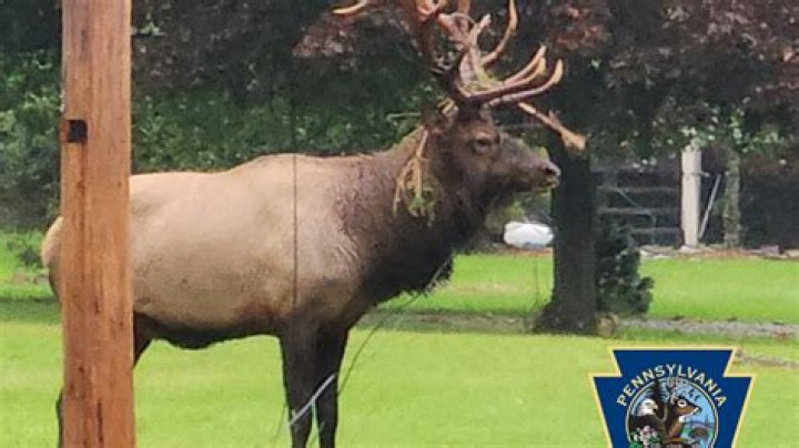 PA Game Commission rescues elk trapped in telephone wire in Cameron County