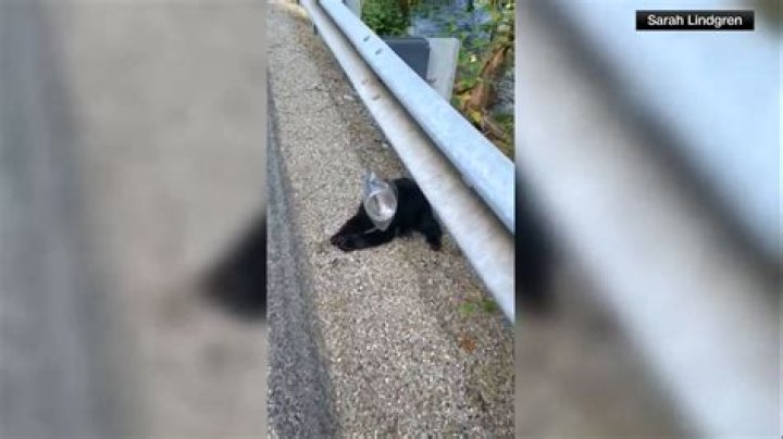 PA park manager rescues bear cub with its head stuck in container