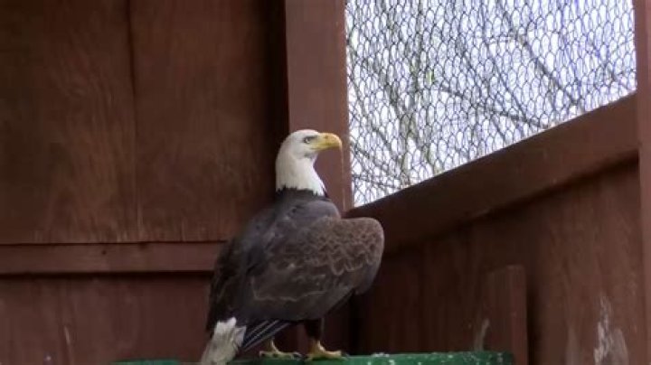 PA wildlife center helping to care for 3 wounded Bald Eagles