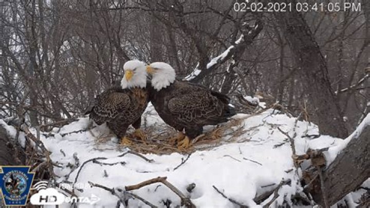 Pair of PA bald eagles lay first eggs of 2021